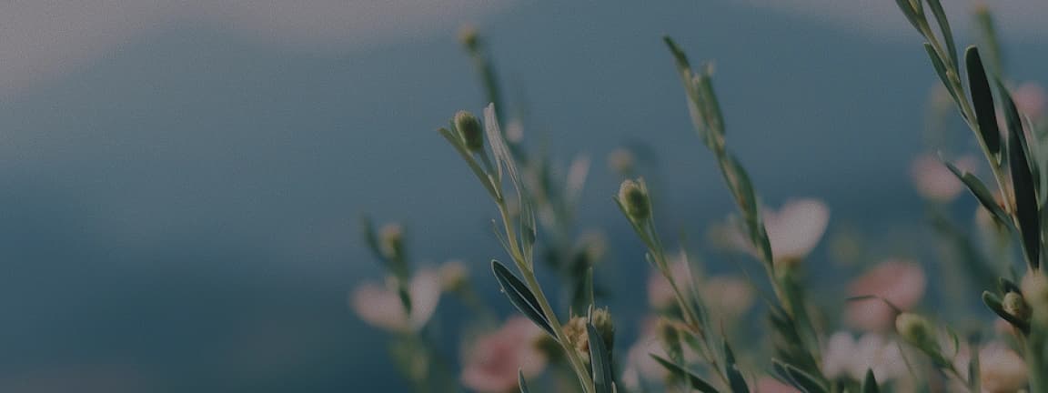 Wildflowers in warm evening light