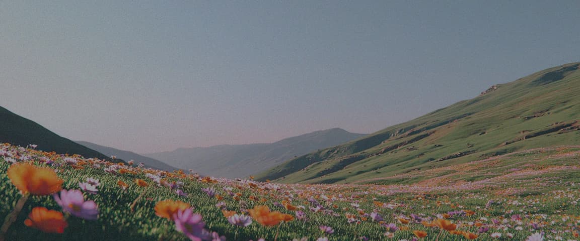 A wide valley covered in wildflowers under open sky